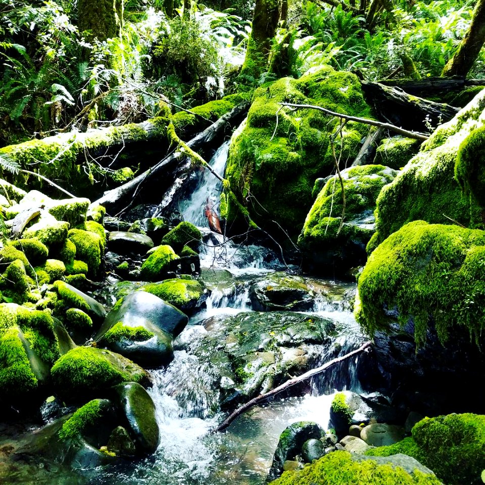 Lacks Creek in Arcata Field Office