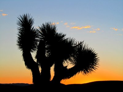 Sunrise at Joshua Tree NP in CA