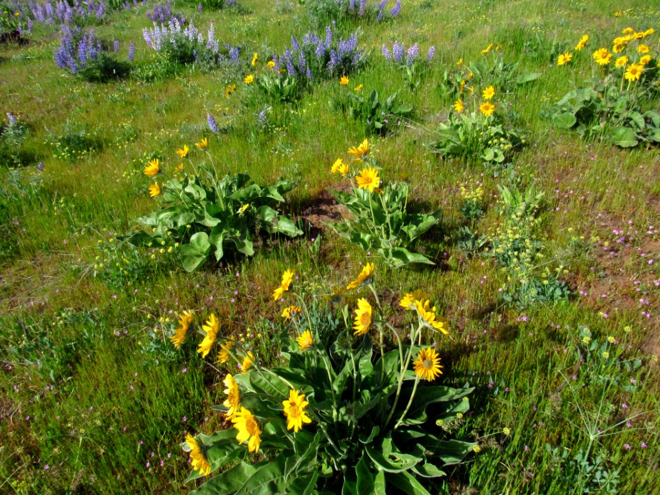 Wildflowers at Dalles Mt. Ranch in WA
