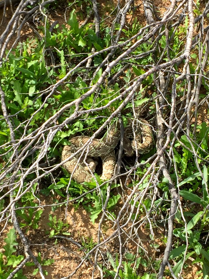 Mojave Green, Redding  Field Office