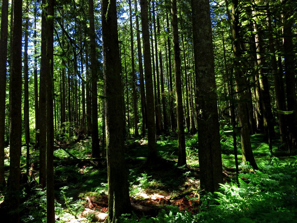 Larch Mountain in Oregon