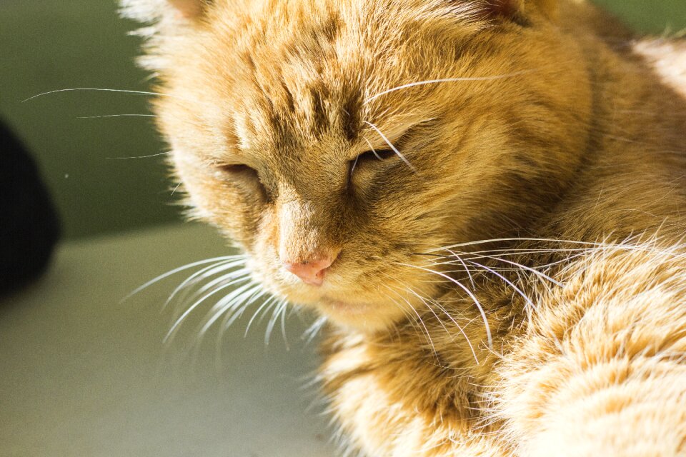 Domestic cat beard hair relax photo