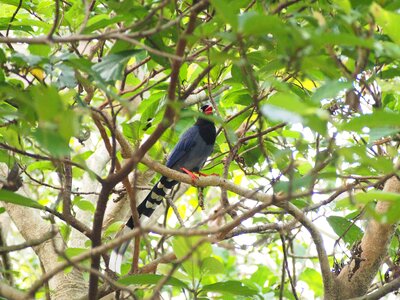 Blue magpie taiwan taipei