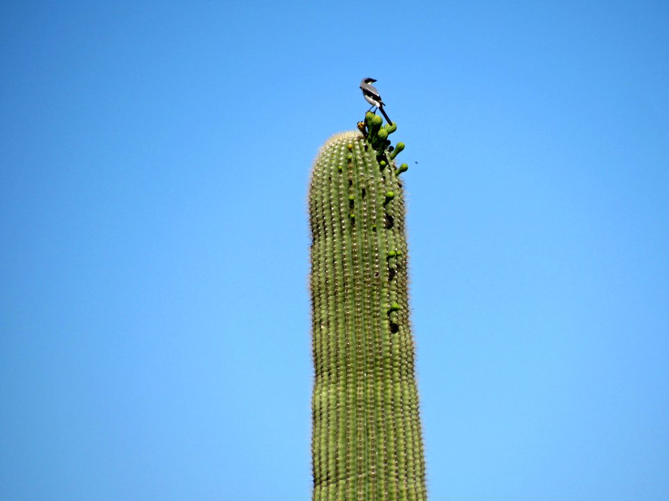 Organ Pipe Cactus NM in Arizona
