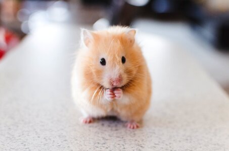 Small cute fur