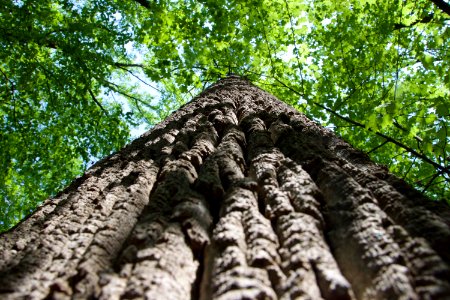 Canopy