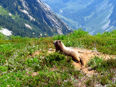 Cascade Pass Trail at North Cascades NP in WA photo