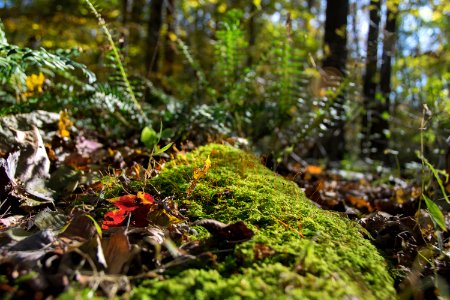Forest Floor