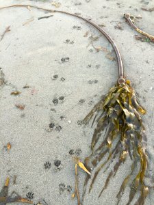 Otters and Bull Kelp in Bakersfield Field Office