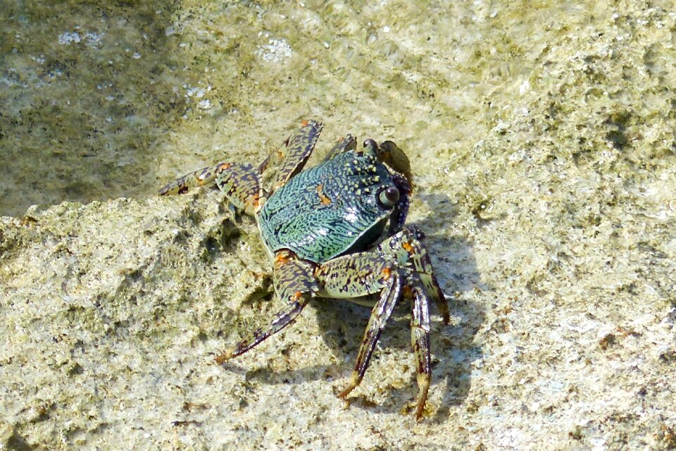 Animal marine ocean