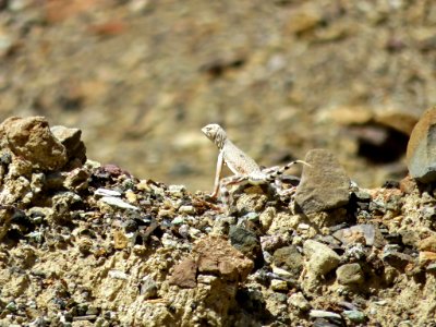 Lizard at Death Valley NP in California