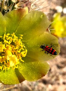 (3rd Place) Cholla Cactus Bloom and Friend, El Centro Field Office photo