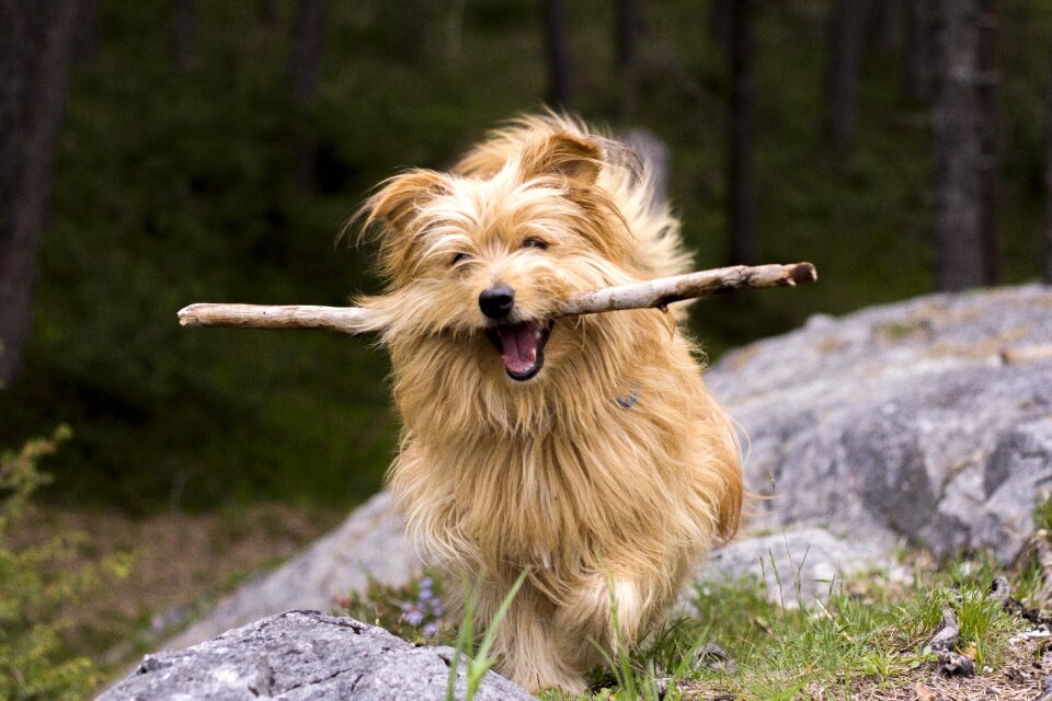 Hike hiking stock pick