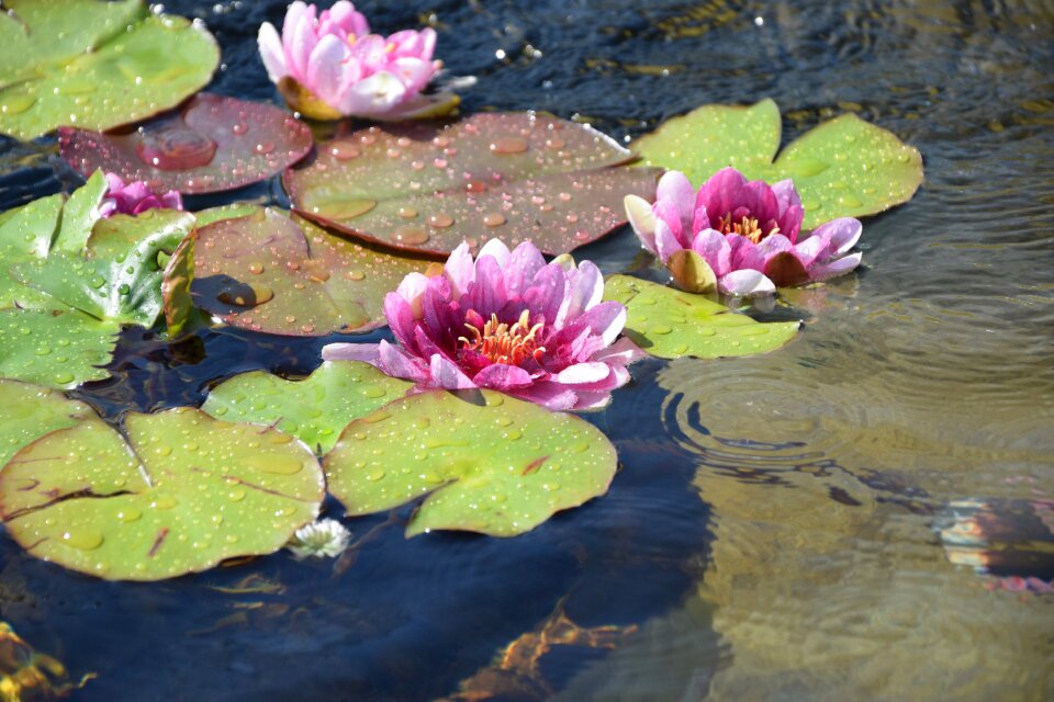 Pond aquatic plant water lily