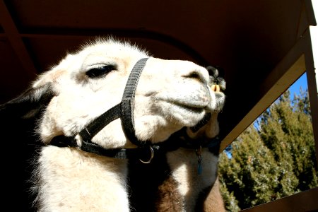 Llama Ready