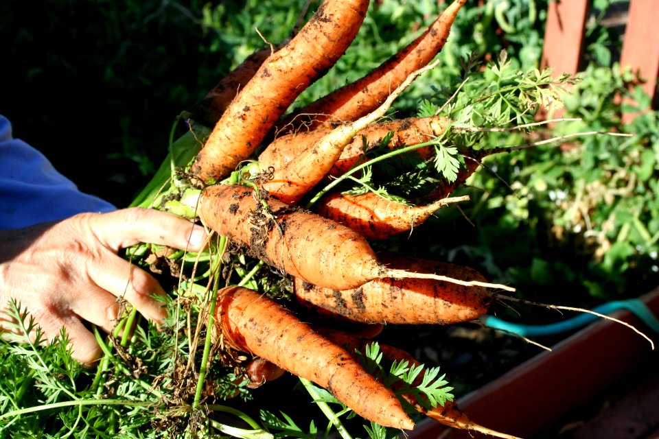 Bumper Crop of Carrots