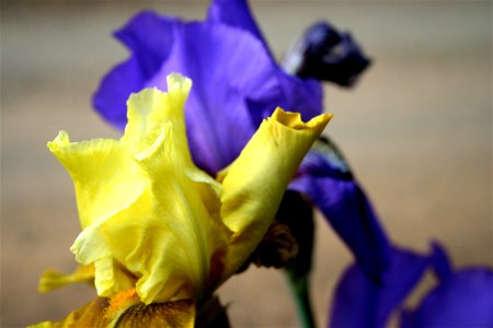 Iris Color Explosion