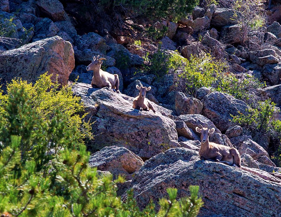 Browns Canyon National Monument