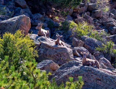 Browns Canyon National Monument