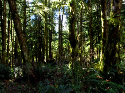 Forest at God's Thumb Hike in OR