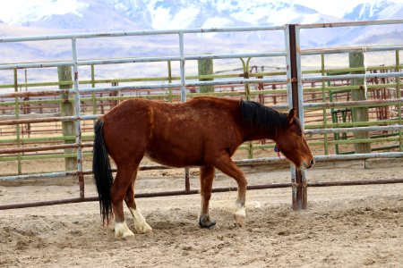 8454  3 Year old Gelding (4)
