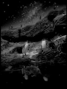 Penguins from Outer Space