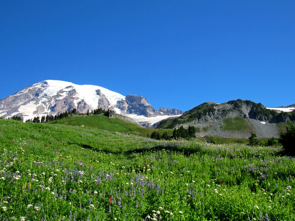 Wildflowers on Skyline Trail at Mt. Rainier NP in WA