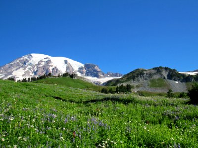 Wildflowers on Skyline Trail at Mt. Rainier NP in WA photo