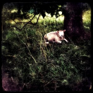 Portrait of a Sheep
