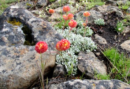 Eriogonum in Applegate Field Office