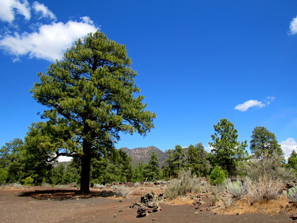 Sunset Crater Volcano NM in Arizona