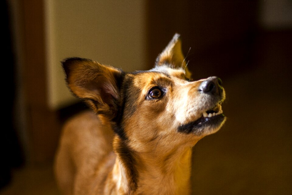 Training hybrid small dog