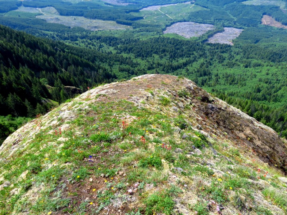 Saddle Mountain Trail in OR