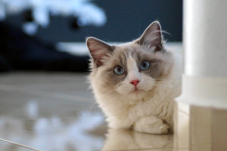 Cat ragdoll kitten photo