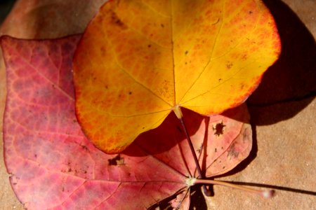 Yes, Arizona Has Fall Colors