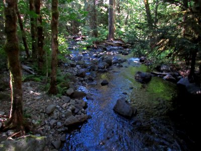 Falls Creek Falls Trail at Gifford Pinchot NF in WA