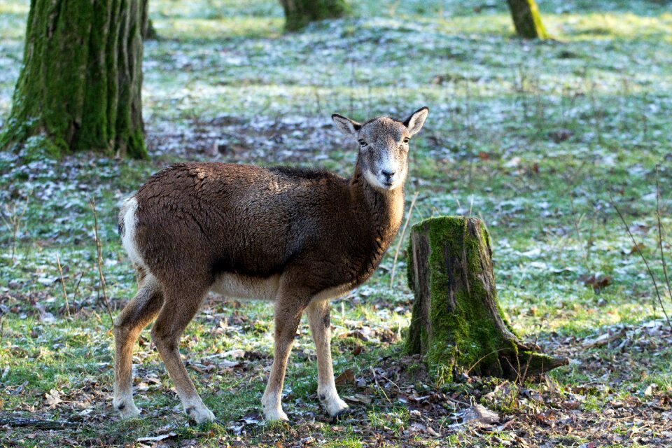 Wild animals female
