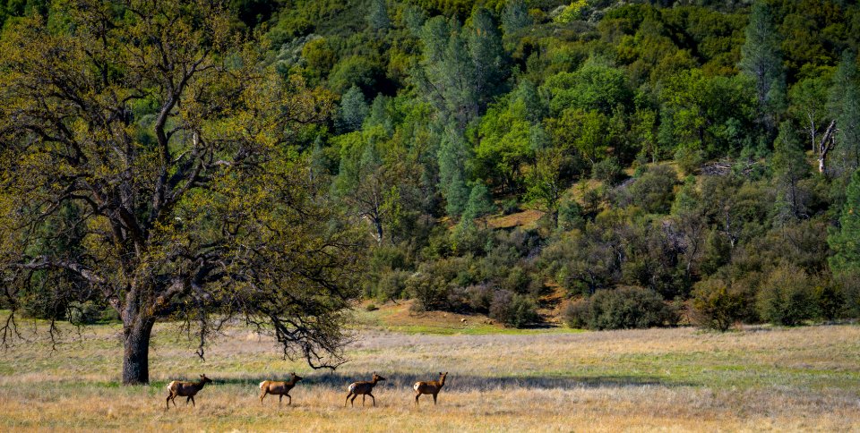 Tule Elk in Clear Creek Management Area