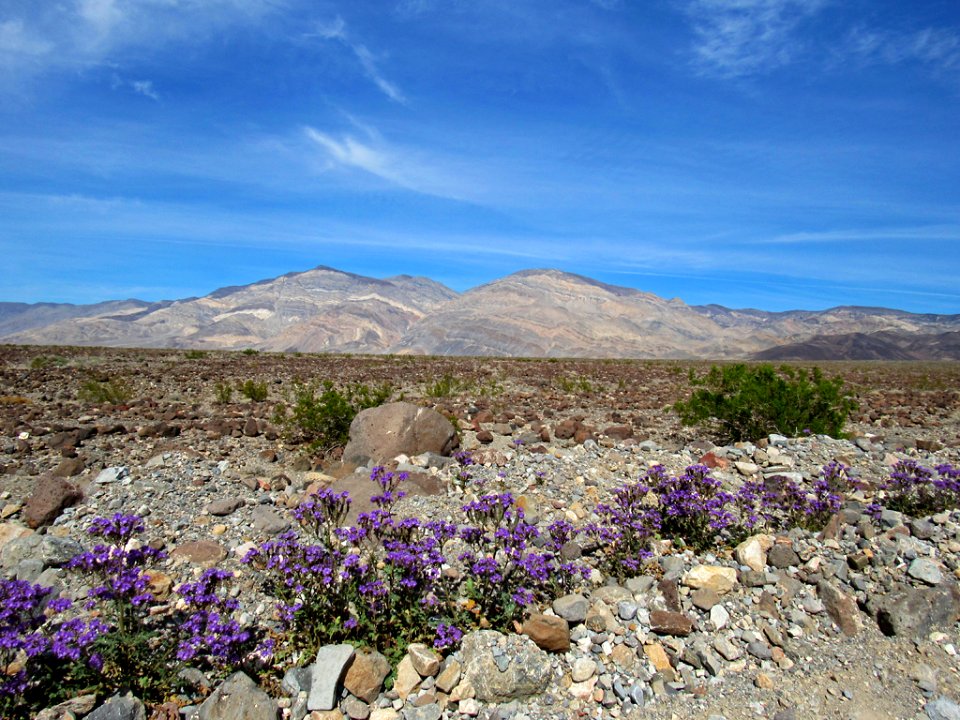 Wildflower Super Bloom at Death Valley NP in CA