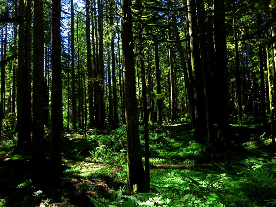Larch Mountain in Oregon