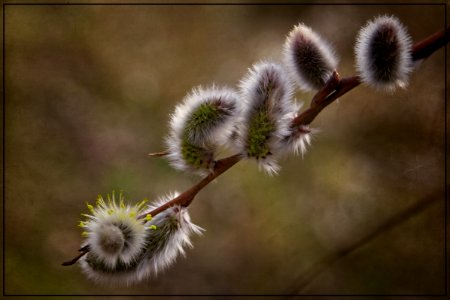 "Caterpillars"...not photo