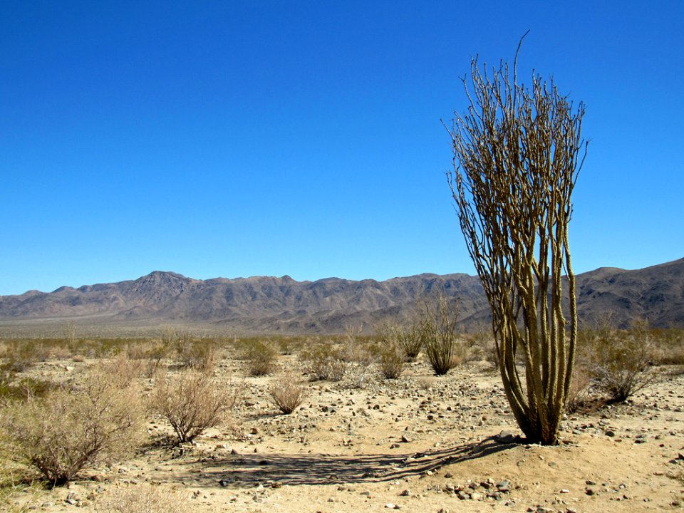 Ocotillo Plant at Joshua Tree NP in California