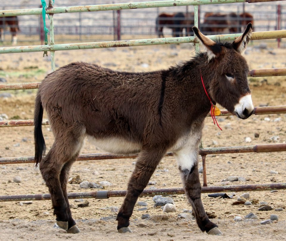 5231 2 Year Old Grey Gelded Jack (7)