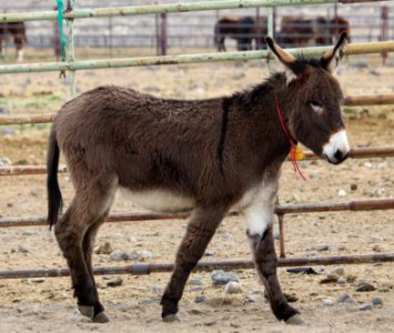 5231 2 Year Old Grey Gelded Jack (7)