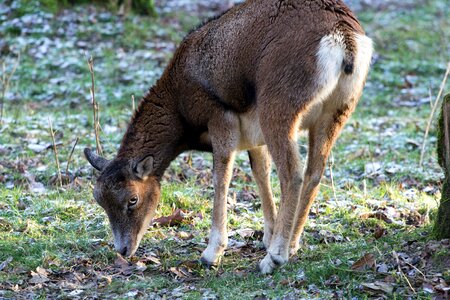 Wild animals female