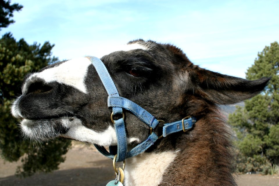 I'm a Happy Llama