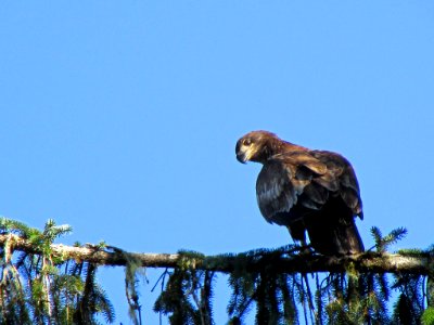 Eagle at Quinault Rain Forest at Olympic NP in WA