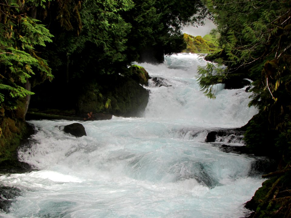 McKenzie River Trail in Central OR