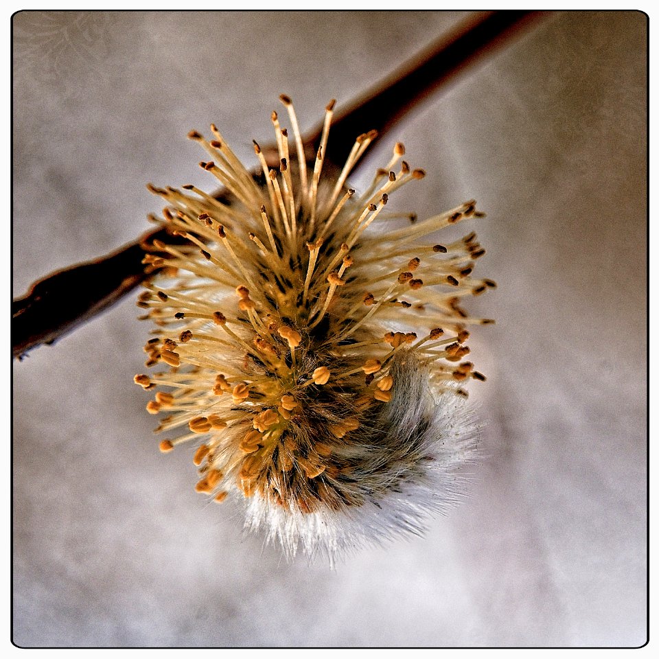 Catkin in Bloom photo