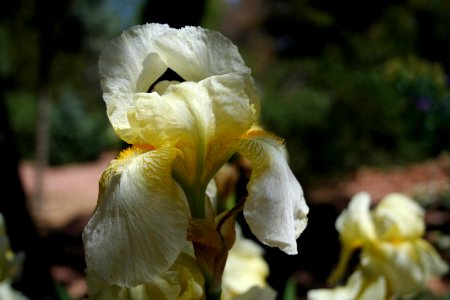 Iris Color Explosion